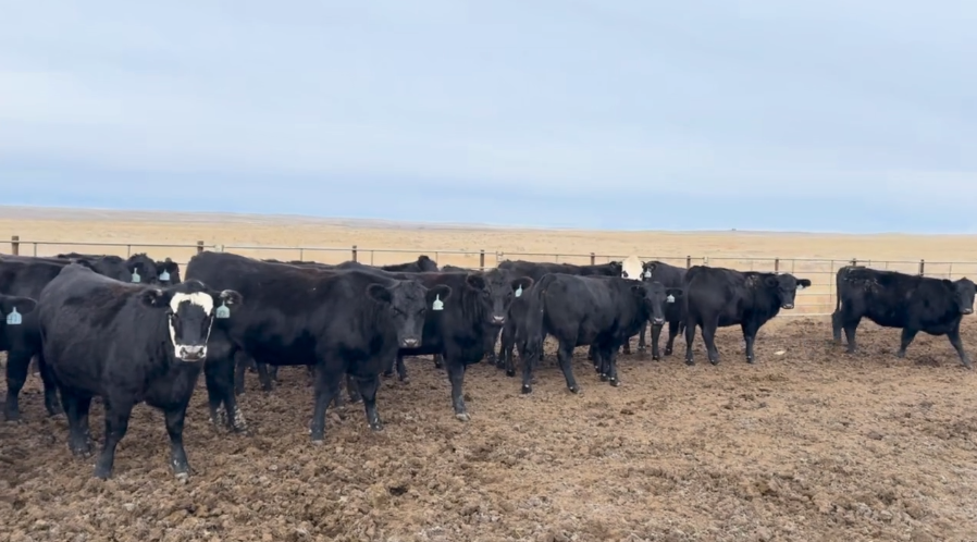 Big group of spectacular northern Heifers! AI and Bull bred- BH1101B5